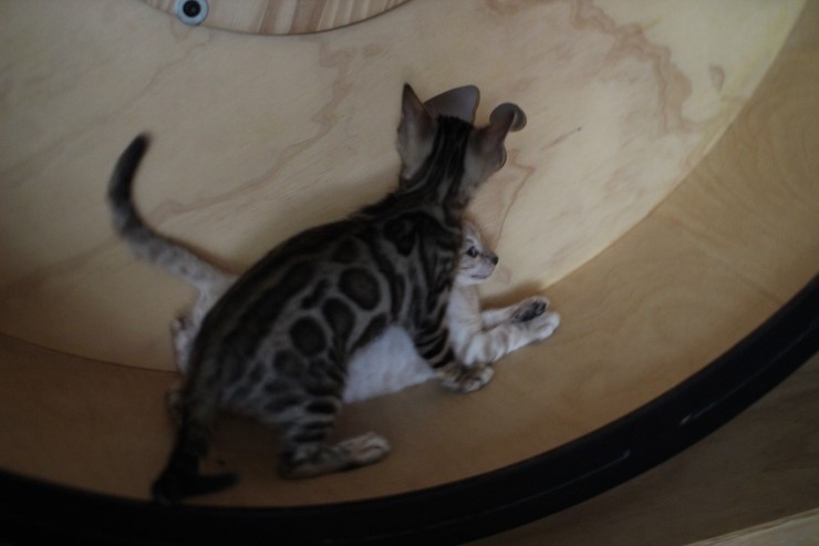 뱅갈고양이 꼬맹이들 놀아요~ 관련 이미지 1