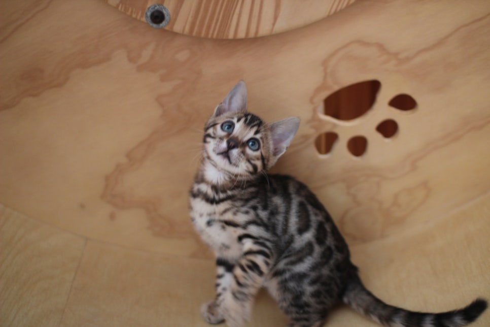 뱅갈고양이분양 사랑스러운 개냥이들~ 관련 이미지 15