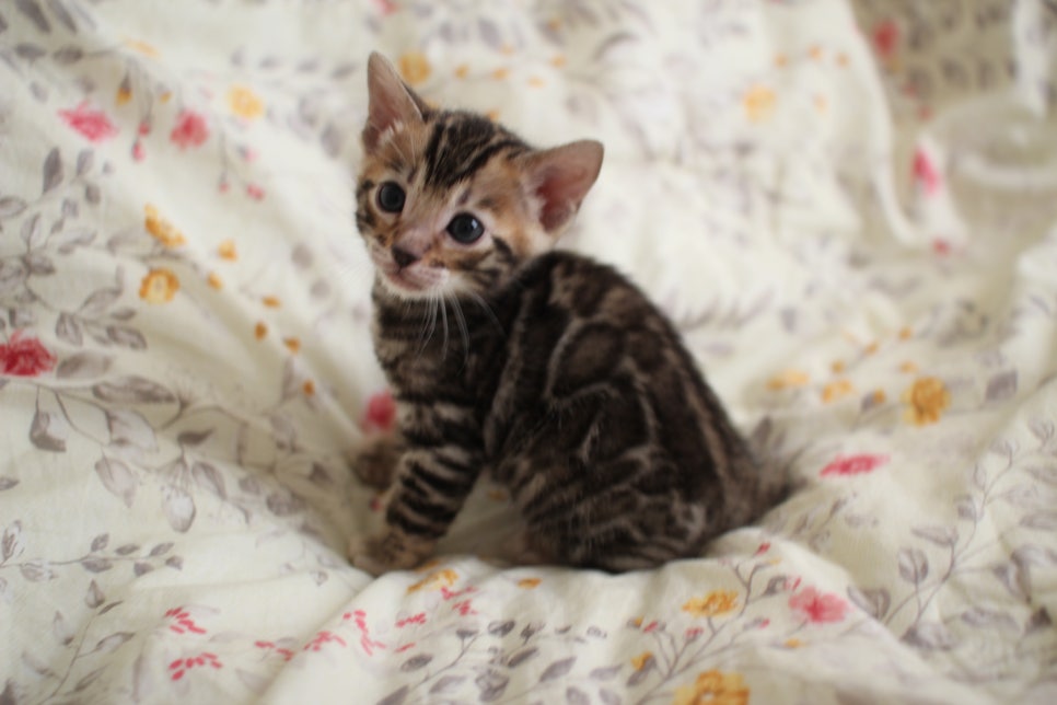 순둥이 개냥이 뱅갈고양이 남아 분양해요~ 관련 이미지 7