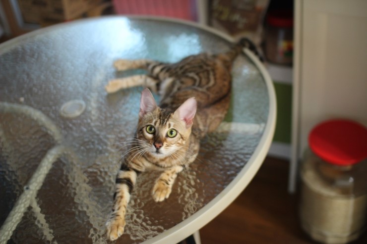 soyu stella 관련 이미지 7