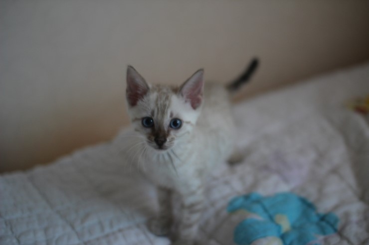 스노우 뱅갈고양이 남아 분양해요~ 관련 이미지 10