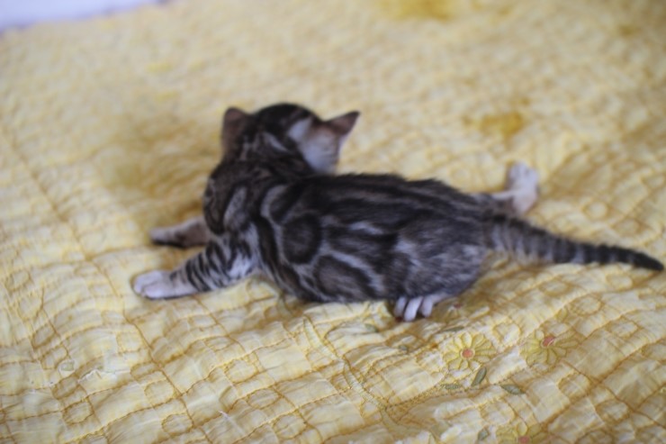 뱅갈고양이 꼬맹이 예약된 여아~ 관련 이미지 4