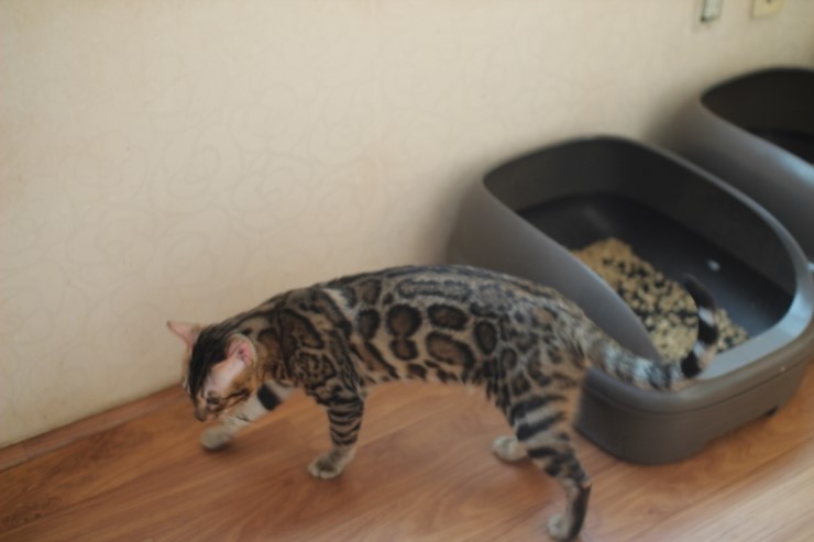 소유캐터리 종묘 뱅갈고양이 남아 영웅이와 레인이예요~ 관련 이미지 9