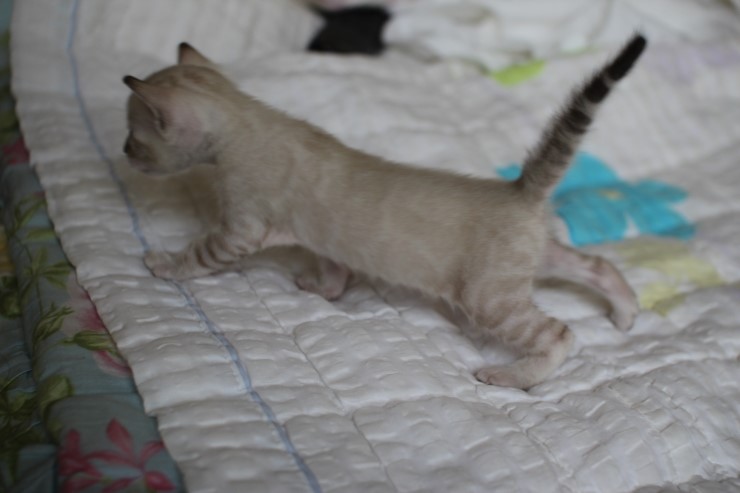 실링스 뱅갈고양이 커퍼 여아~~ 관련 이미지 9