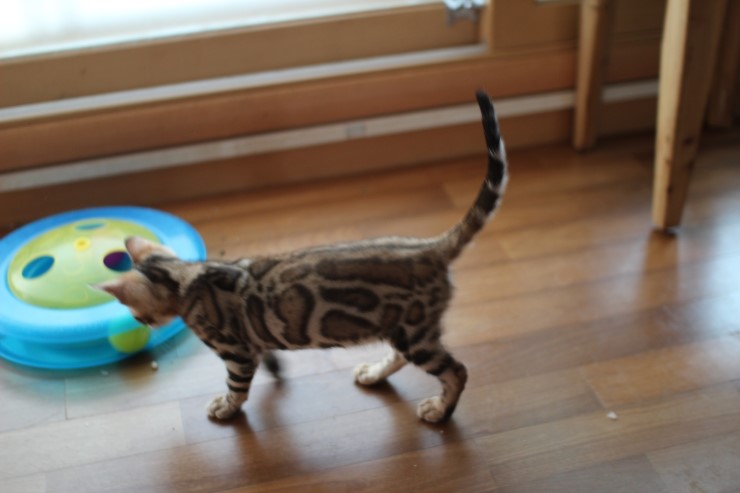 뱅갈고양이 남아 레모나 분양해요 ~ ^^ 관련 이미지 8