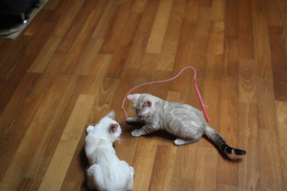 스노우뱅갈고양이 꼬맹이들 잘 놀아요~ 관련 이미지 2