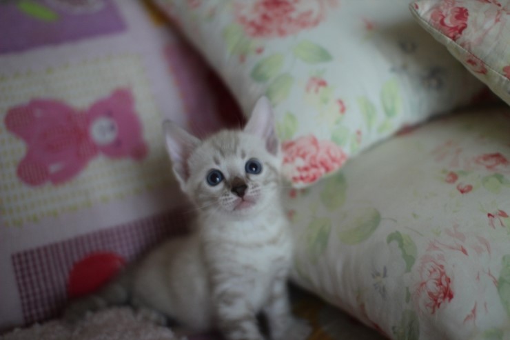 스노우뱅갈고양이 앙증,깜찍 귀요미에요 ㅎㅎ 관련 이미지 7