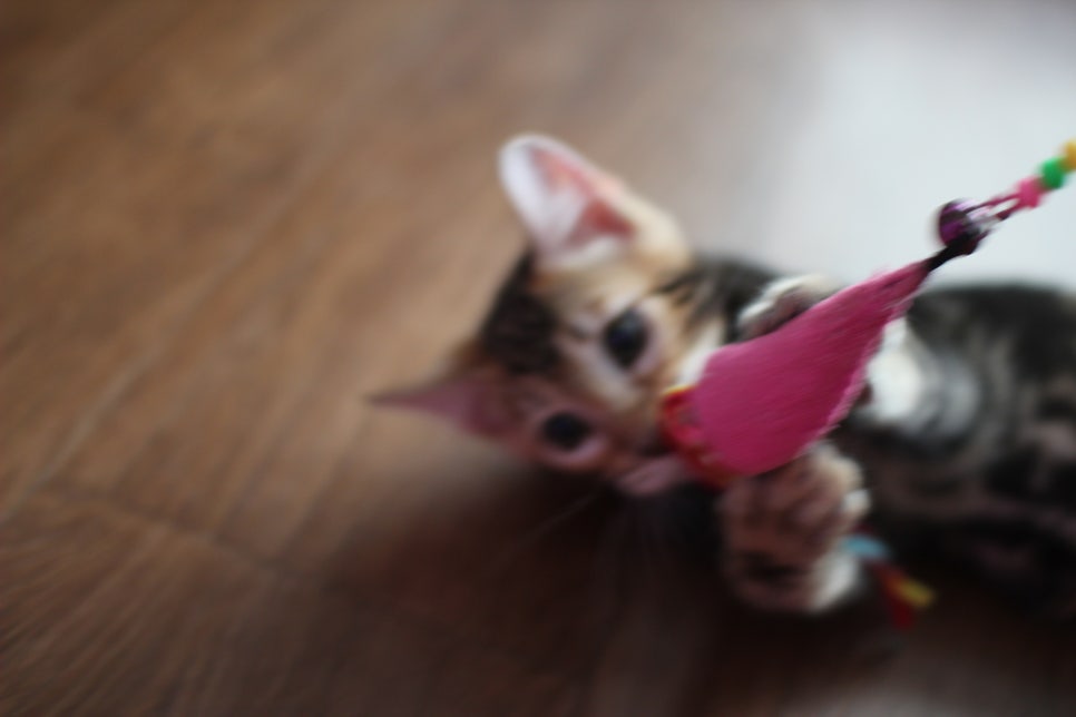 완전 개냥이 덩치 좋은 마블 뱅갈고양이 남아 분양합니다~ 관련 이미지 6