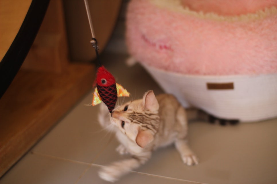 뱅갈고양이분양 진정한 개냥이란 관련 이미지 10