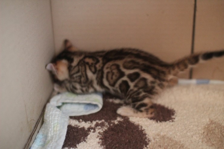 뱅갈고양이 예약된 여아예요~ 관련 이미지 2