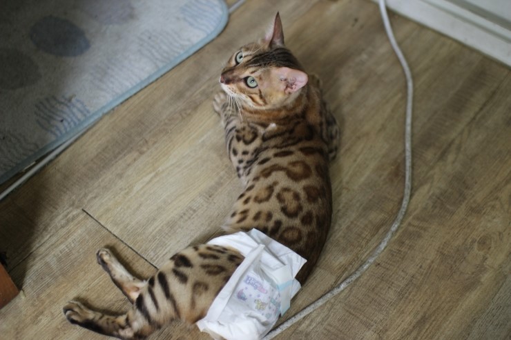 뱅갈고양이 날이 선선하니 뱅갈고양이 아이들도 너무 좋아하는거 같아요^^ 관련 이미지 6