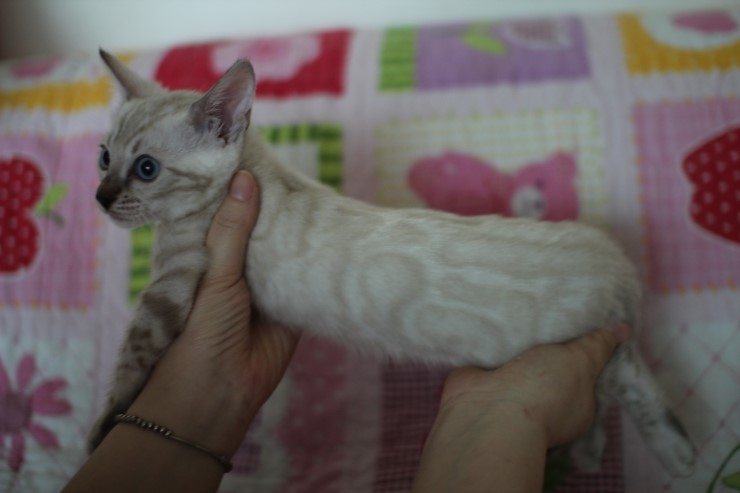 소유뱅갈고양이 캐터리 스노우 키퍼 여아 두아이예요~ 관련 이미지 7