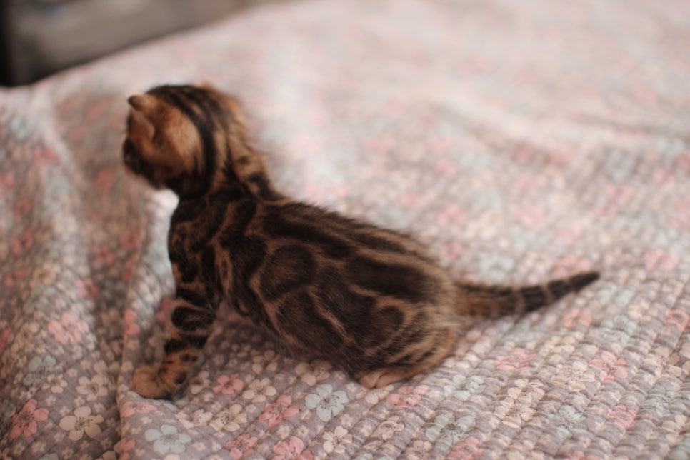 아기 뱅갈고양이 너무나 이쁜 아이~ 관련 이미지 1