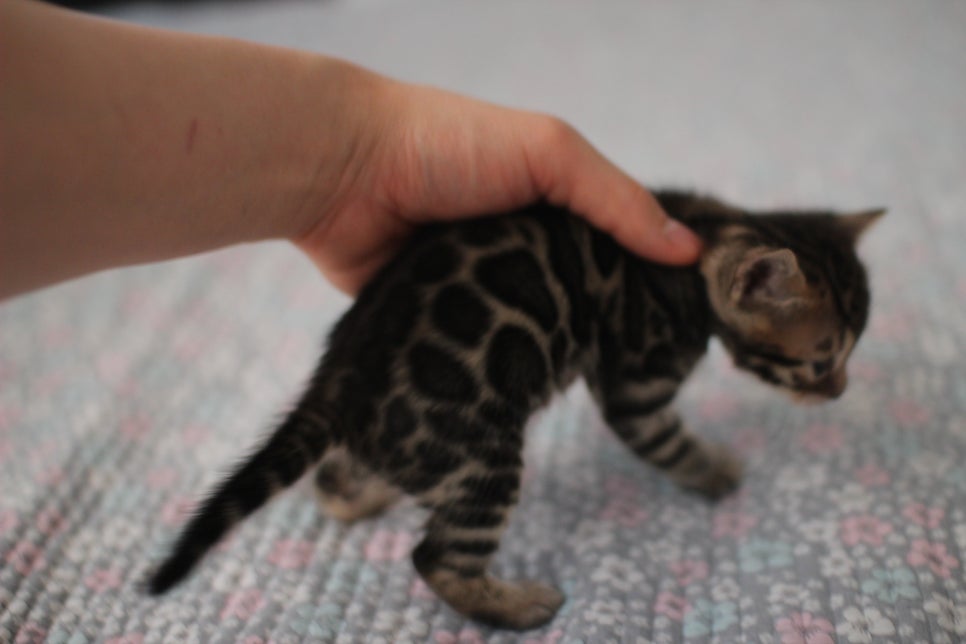 뱅갈고양이분양 동화속에 나오는 아이들! 관련 이미지 13