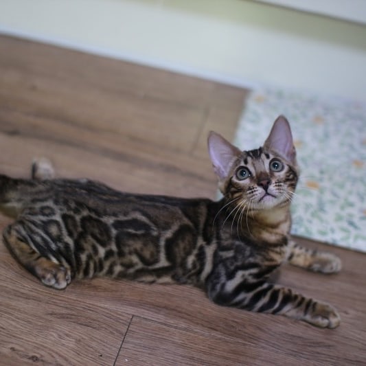 뱅갈고양이분양 초미묘들 등장이요 관련 이미지 13