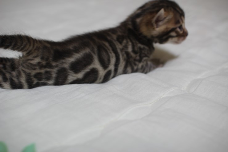 뱅고양이 남매예요~ 관련 이미지 4