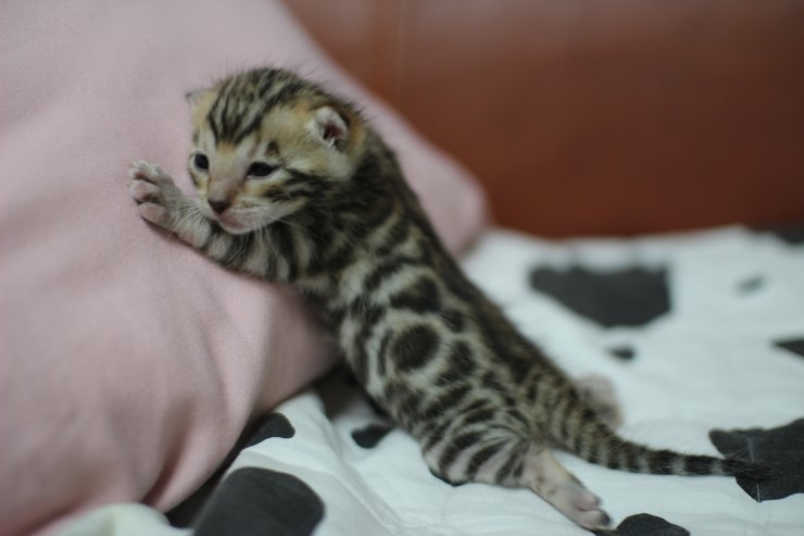 토실토실~ 관련 이미지 4