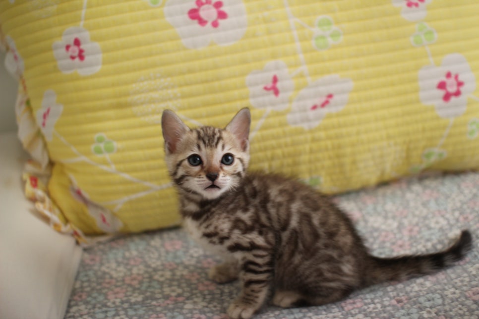 세피아 뱅갈고양이 남아 분양해요~ 관련 이미지 5