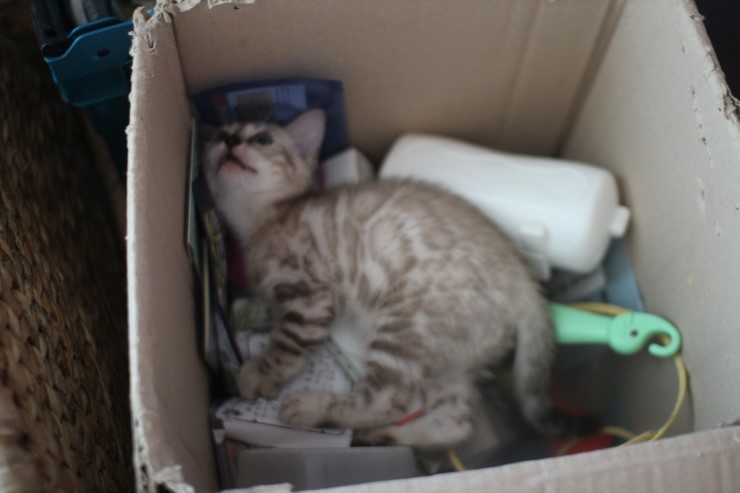 말썽꾸러기 스노우 뱅갈고양이 꼬맹이들 입니다~ 관련 이미지 7