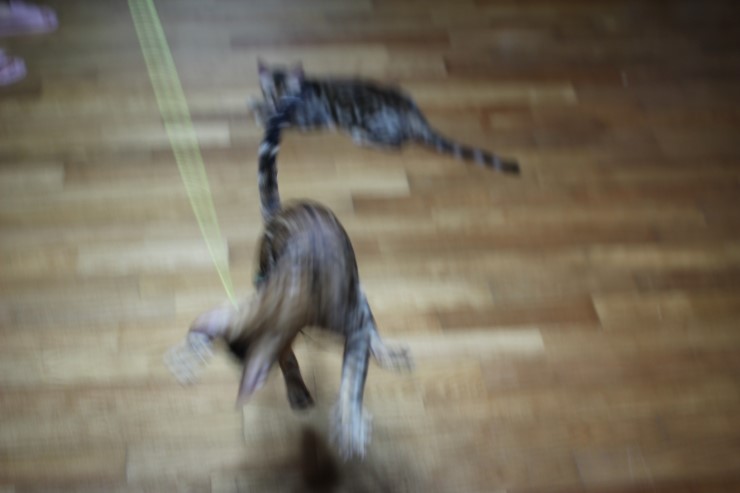 뱅갈고양이 아이들 신나게 노는 아이들~ 관련 이미지 9