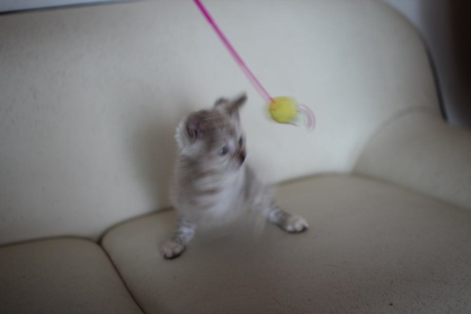 스노우 뱅갈고양이 남아에요~ 관련 이미지 8