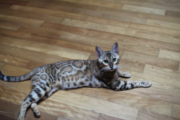 소유뱅갈고양이 캐터리 스텔라예요~~ 관련 이미지 5