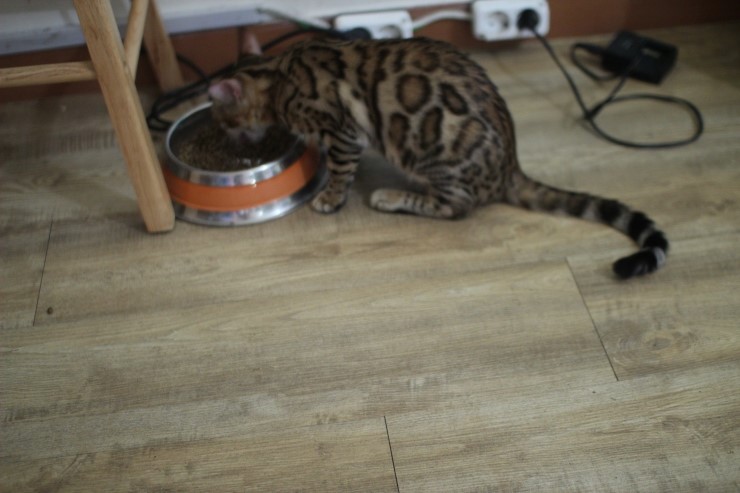 뱅갈고양이,뱅갈고양이 분양,보름달 보고 가세요 ㅎㅎㅎ 관련 이미지 5