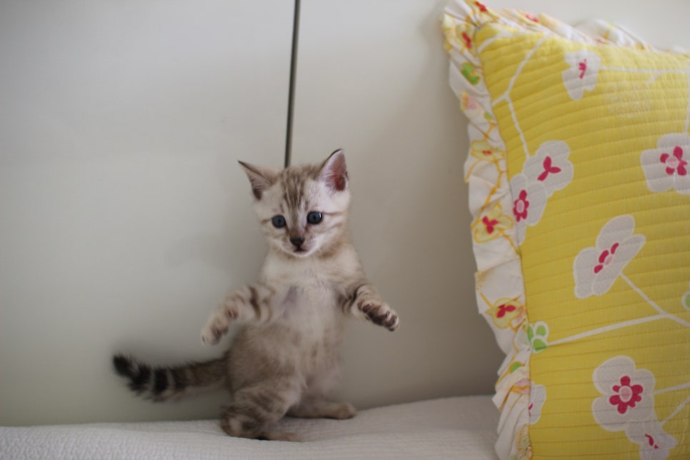 스노우뱅갈고양이 삼총사 분양해요~ 관련 이미지 11