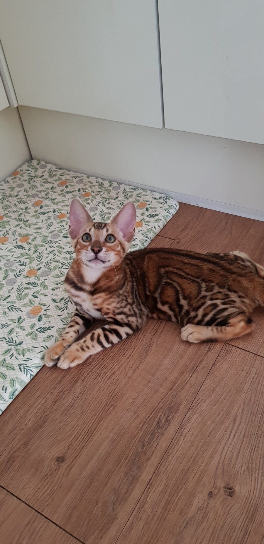 에너지가 넘치는 뱅갈고양이 레드향군~ 관련 이미지 1