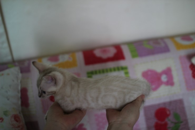 실링스뱅갈고양이 키퍼여아 많이 컸어요 관련 이미지 8