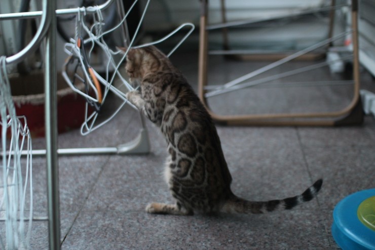 장난꾸러기 뱅갈고양이 리엔이예요~ 관련 이미지 2