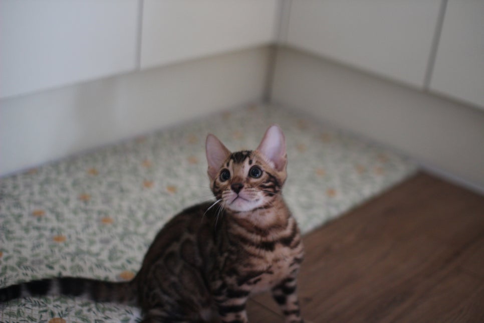 뱅갈고양이 강아지들 등장이요~~ 관련 이미지 3