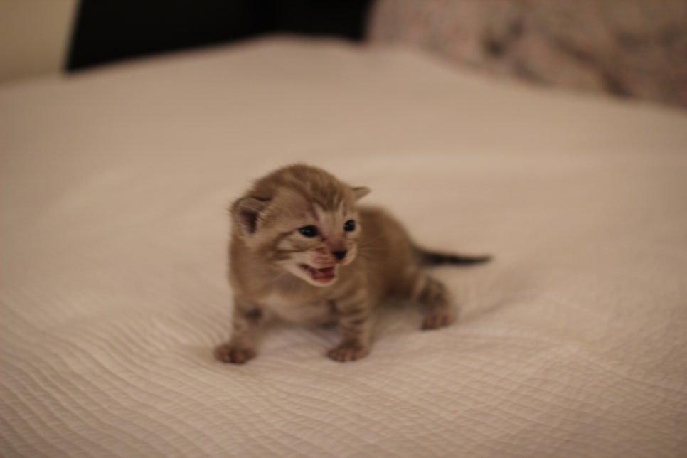 고퀄리티 스노우뱅갈고양이 아이들 분양합니다~ 관련 이미지 2