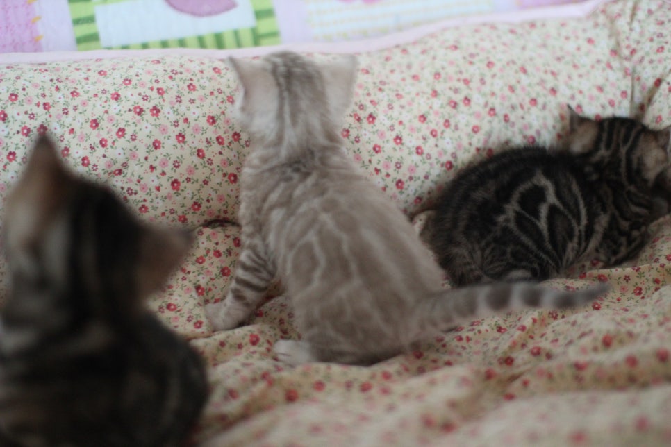 뱅갈고양이 꼬맹이들 사진전 ㅎㅎ 관련 이미지 16