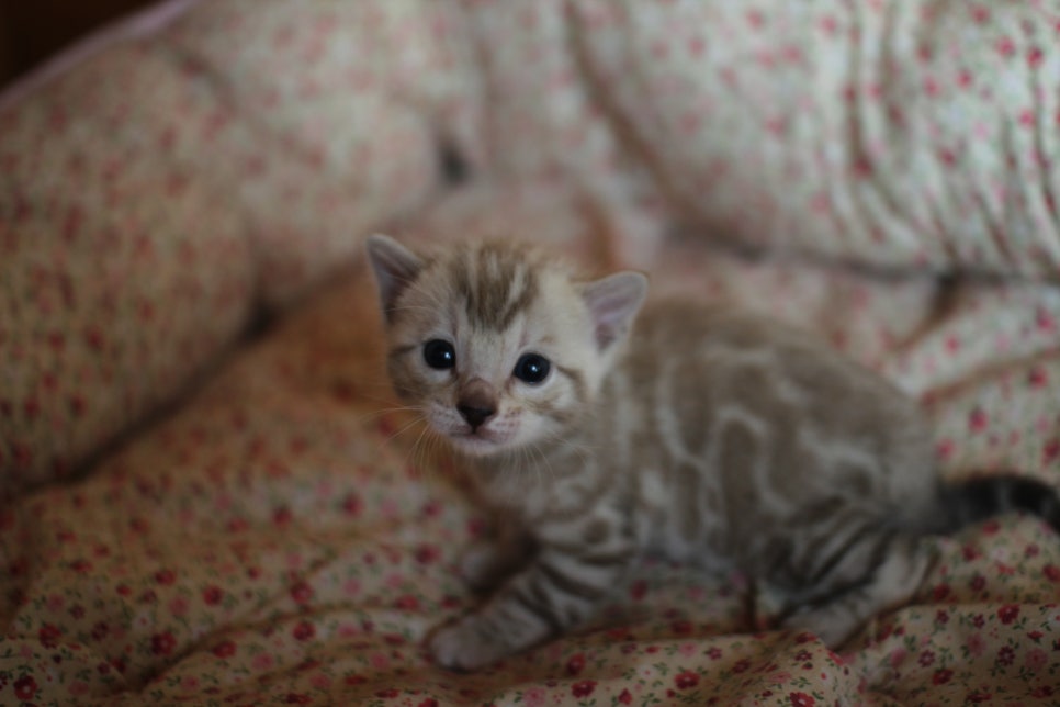 스노우뱅갈고양이 꼬맹이들은 사랑이죠! 관련 이미지 9