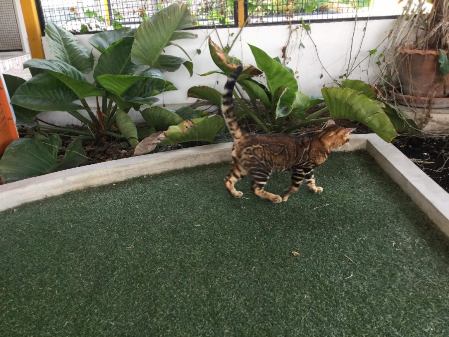 이번달에 들어올 뱅갈고양이 원탑군 입니다~ 관련 이미지 2