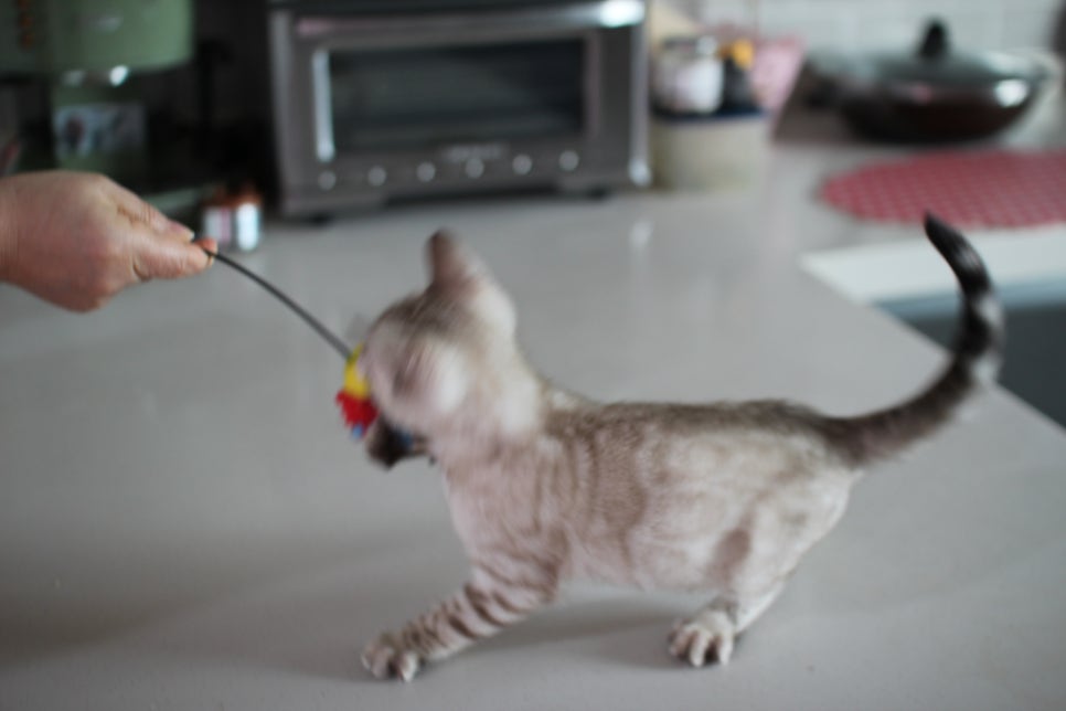 진정한 개냥이 스노우뱅갈고양이 남아 분양해요~ 관련 이미지 6