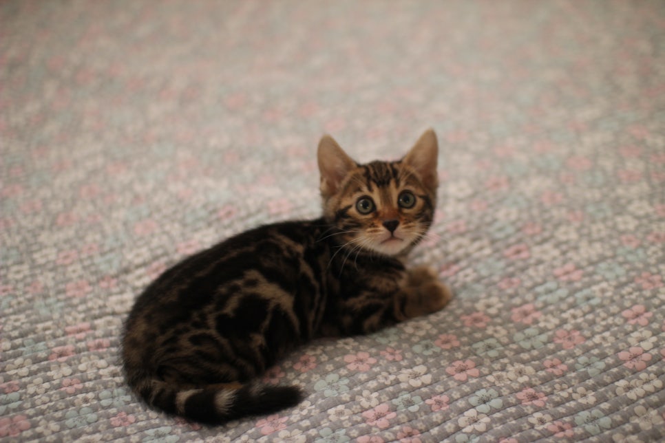 브라운,실버뱅갈고양이 여아 두아이 분양해요~ 관련 이미지 1