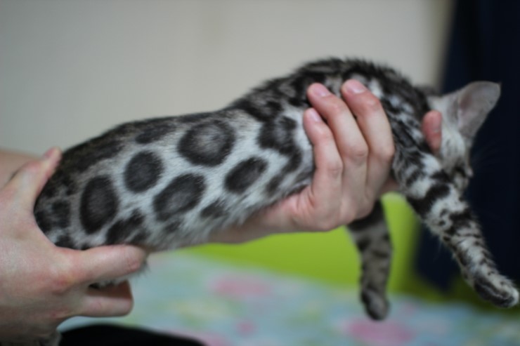 깡총깡총 실버 뱅갈고양이 남아 분양 관련 이미지 1