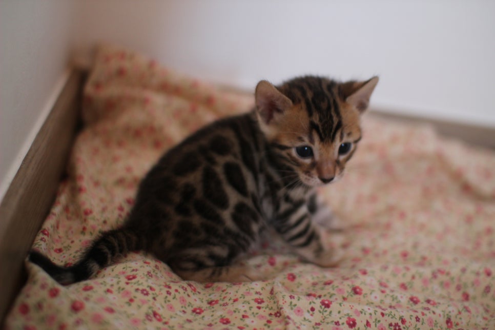 뱅갈고양이 꼬맹이들 나왔어요~ 관련 이미지 14