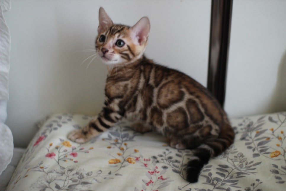 애교만점 개냥이 뱅갈고양이 남아 순둥군 분양해요~ 관련 이미지 19