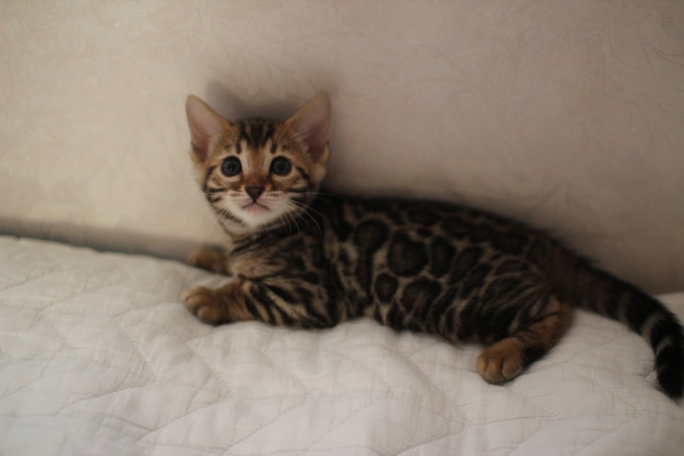 분양중인 뱅갈고양이 브라운 남아,스노우 여아예요~ 관련 이미지 16