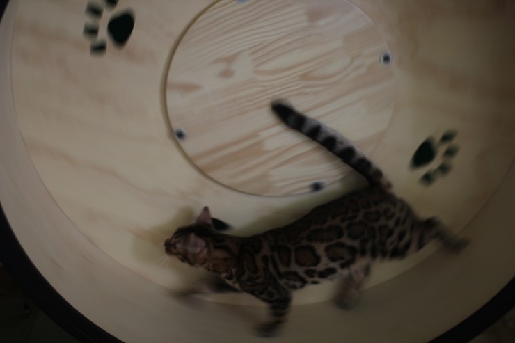 뱅갈고양이,뱅갈고양이 분양,링컨이와 초아 ~~~ 관련 이미지 7