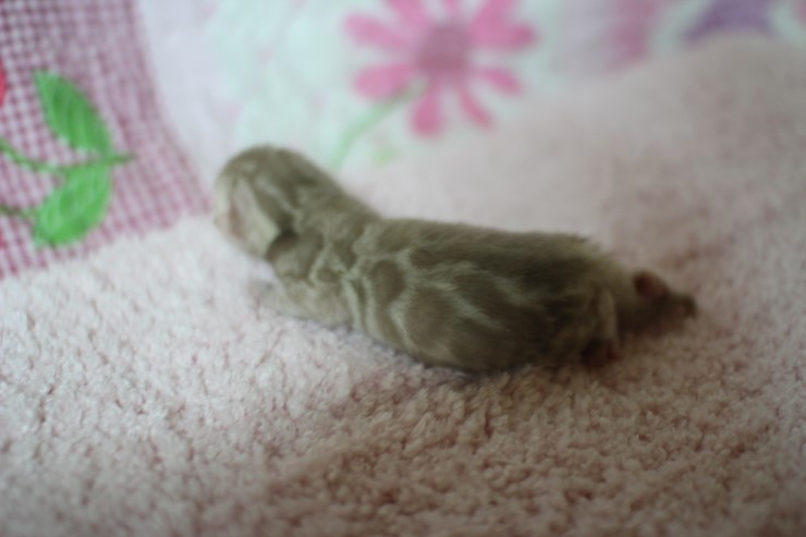 소유뱅갈고양이 캐터리 출산소식 관련 이미지 7