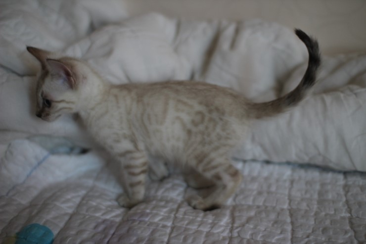 스노우 뱅갈고양이 남아 분양해요~ 관련 이미지 4