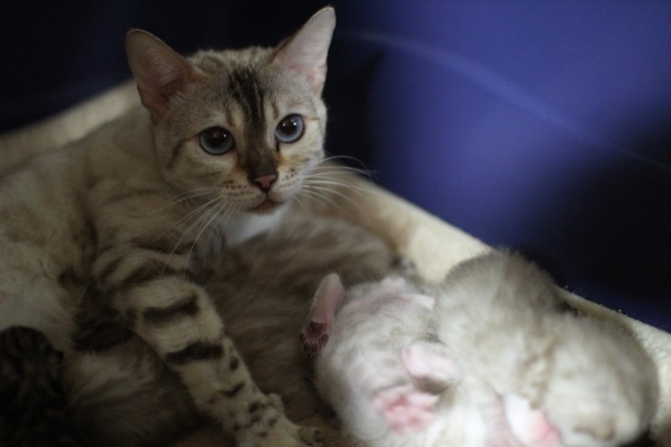 뱅갈고양이 엄마와 아가들~ 관련 이미지 2