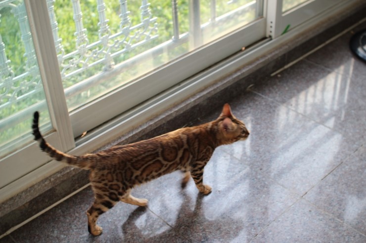 뱅갈고양이 키나와 스텔라 입니다~ 관련 이미지 14