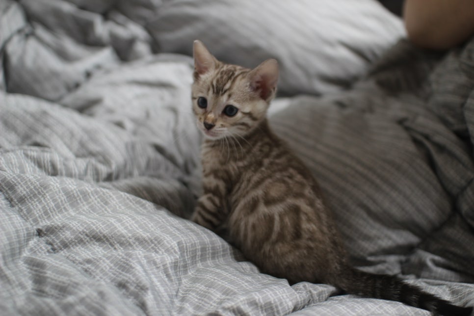 포동포동 귀여운 돼지 실밍크뱅갈고양이 여아예요~ 관련 이미지 2