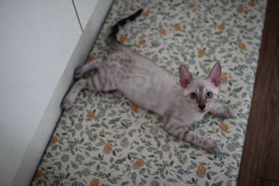 뱅갈고양이분양 애교가 넘치는 아이들 관련 이미지 11