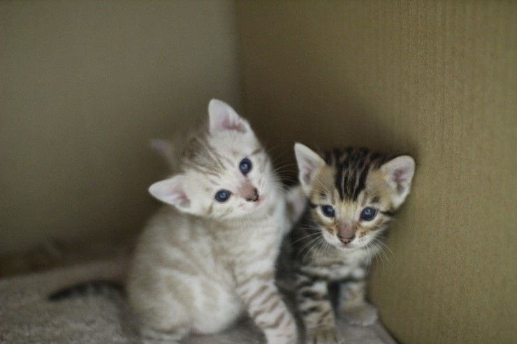 언제봐도 이쁜 스노우,브라운 뱅갈고양이 꼬맹이들! 관련 이미지 1